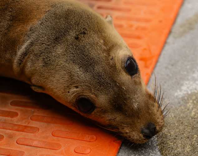 California sea lion Rawlins