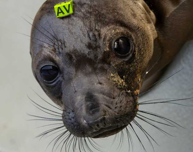 elephant seal mojave