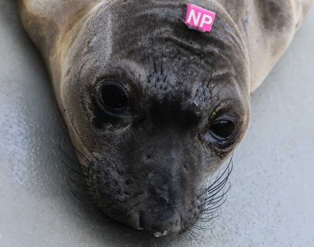 northern elephant seal Vanta