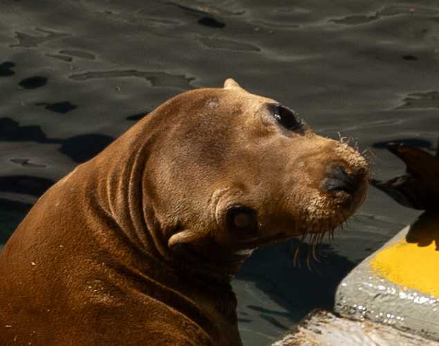 California sea lion Maroon