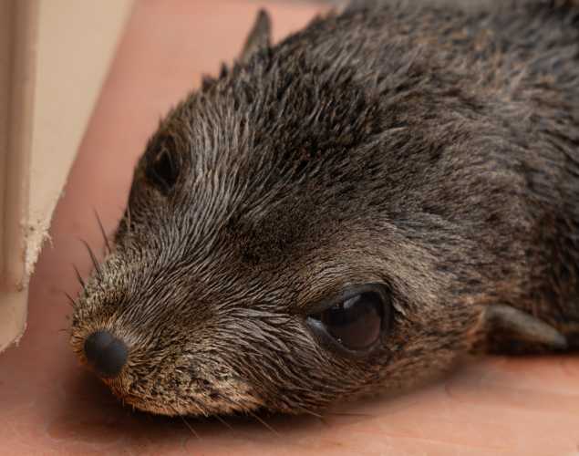 Guadalupe fur seal Diamond