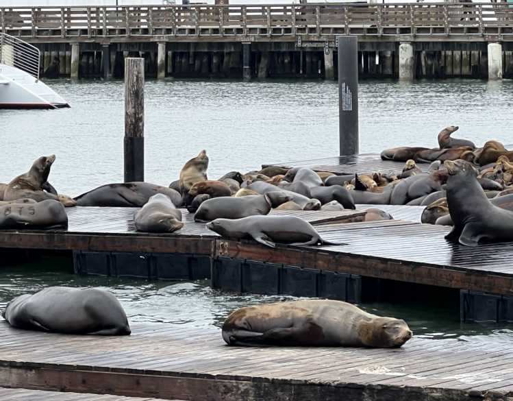 Amidst a group of California sea lions resting at PIER 39 in San Francisco, a sea lion has an entanglement around its neck.
