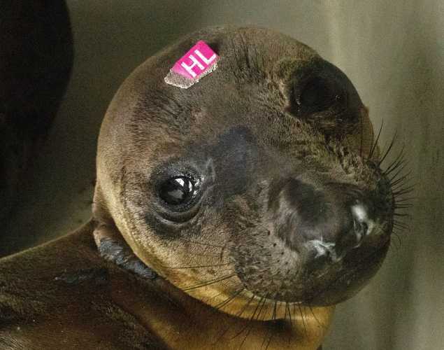 northern elephant seal Svelte