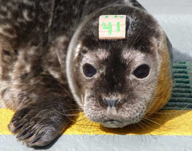 harbor seal Mander