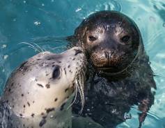two harbor seals