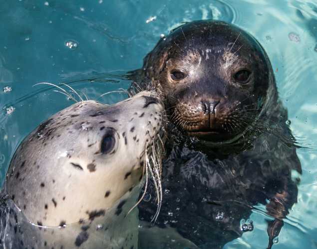 two harbor seals