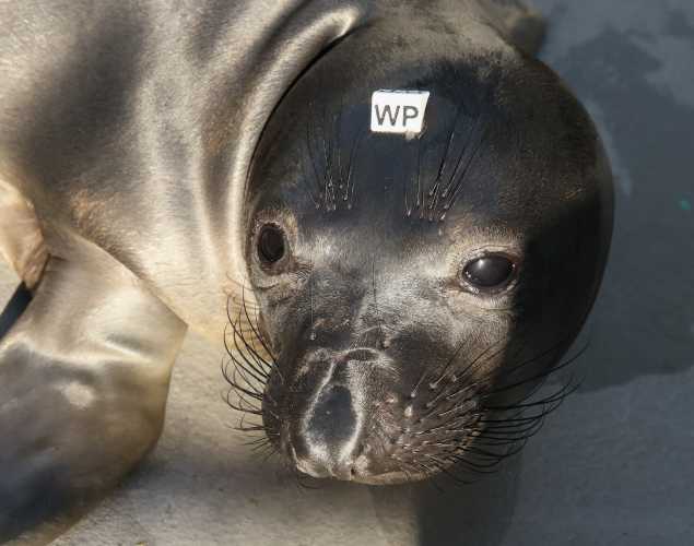 elephant seal Raisin