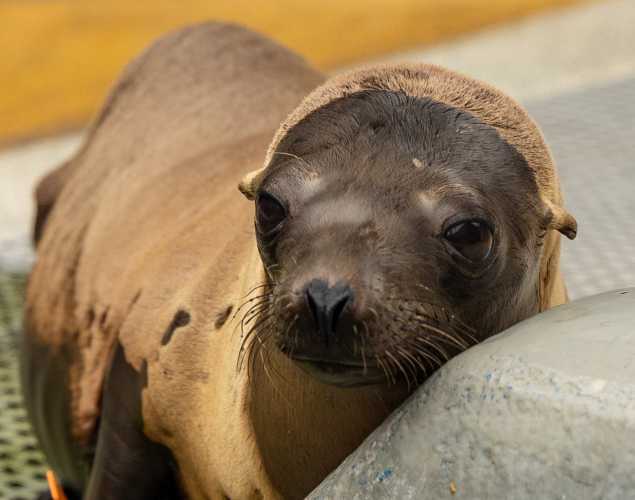 California sea lion Ruhroh