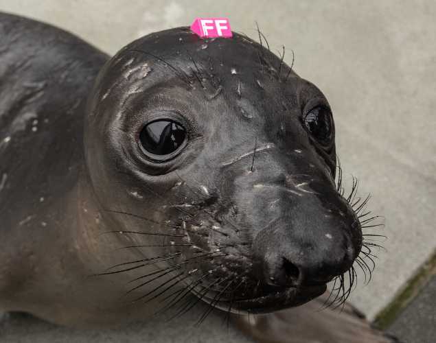 northern elephant seal Puffling