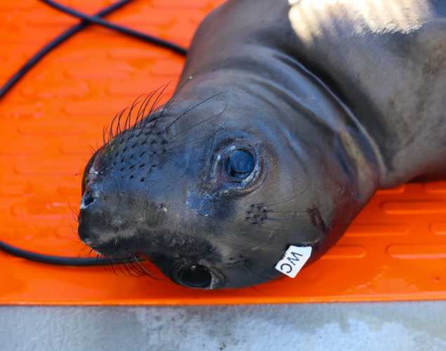 northern elephant seal Beeknee