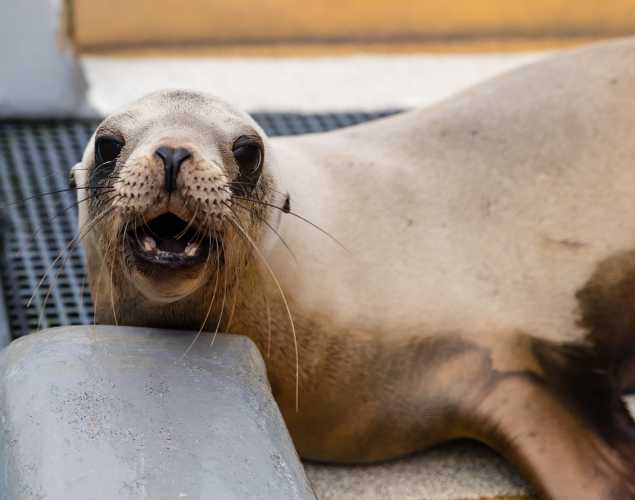 California sea lion