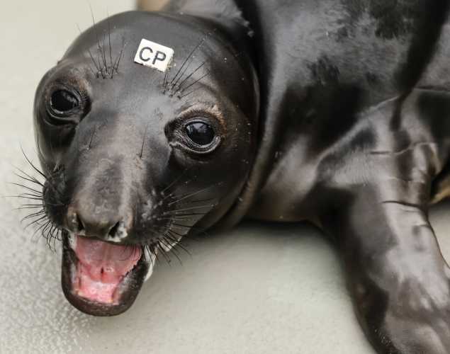 northern elephant seal Planter