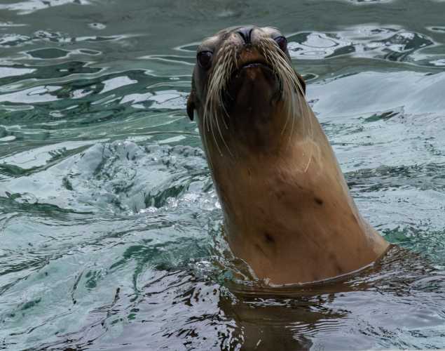 rambler california sea lion