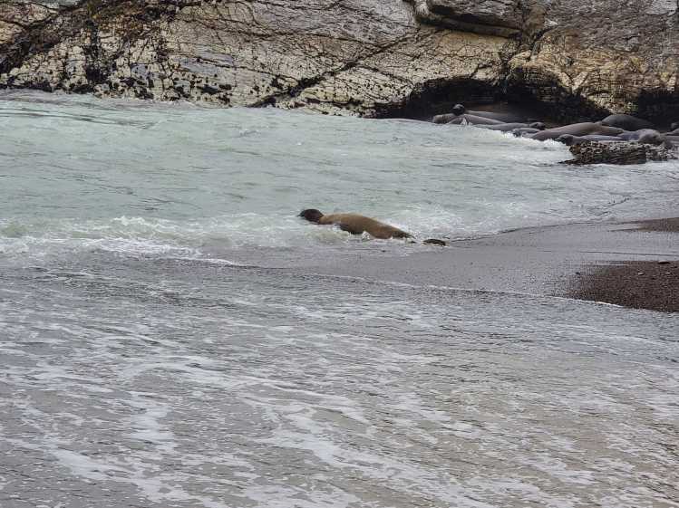 A northern elephant seal swims into the ocean.