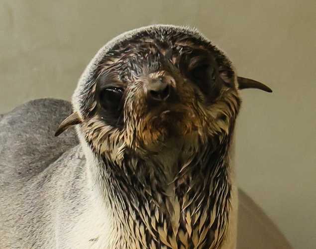 northern fur seal Yura