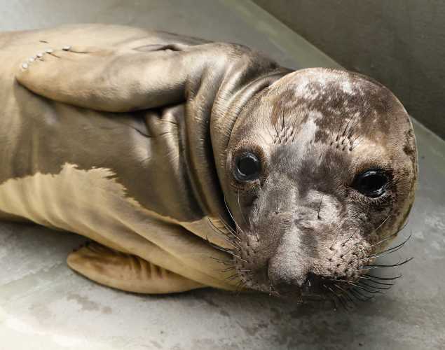 northern elephant seal Wedge