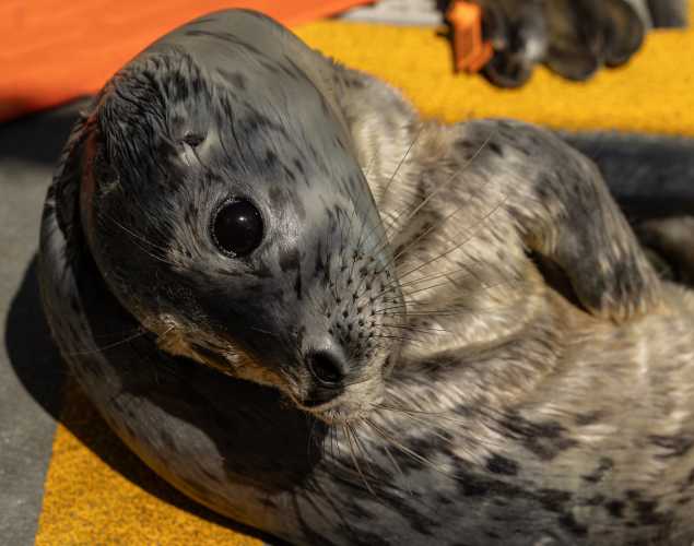 harbor seal Randa