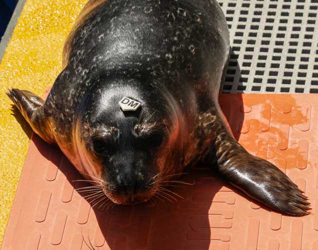 harbor seal Tomatillo