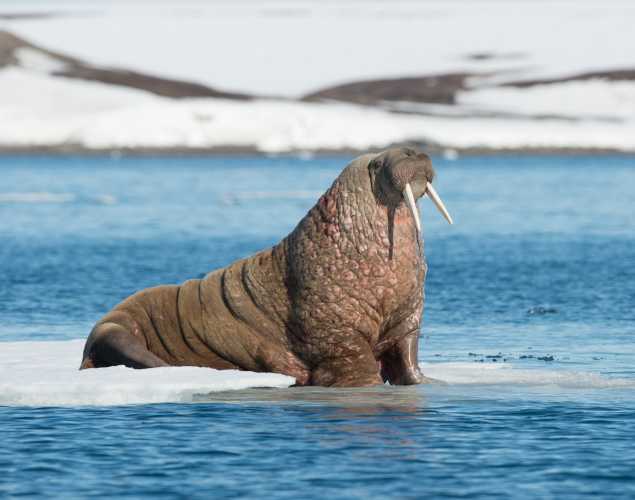 walrus on ice