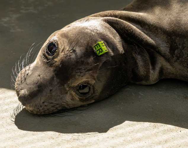 northern elephant seal pup redwoods