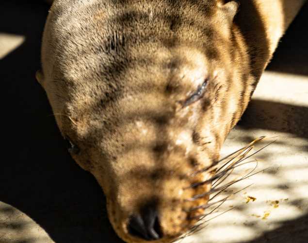 california sea lion banjo