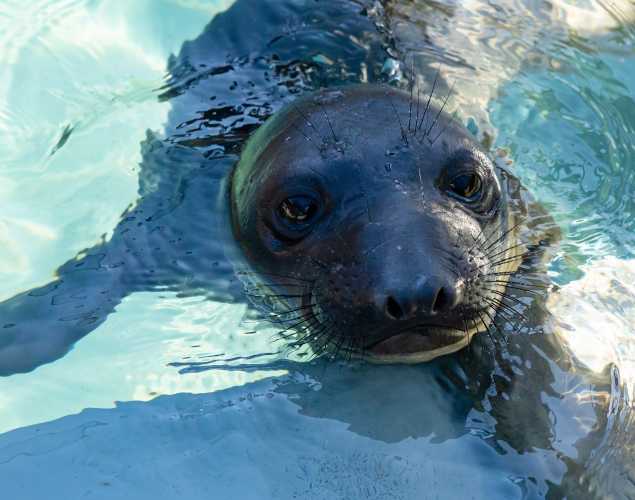 northern elephant seal Mardi