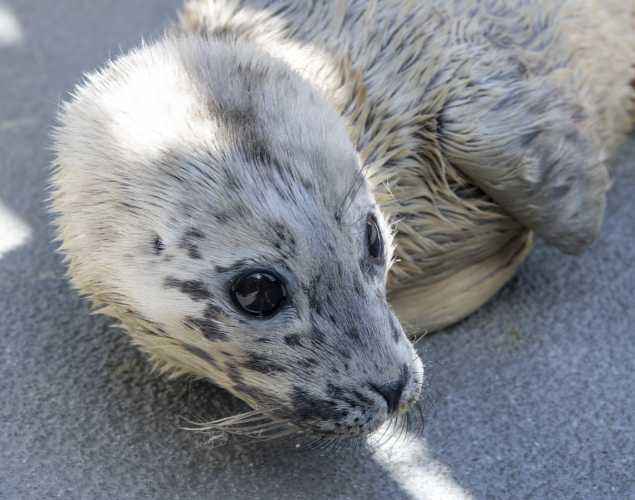 harbor seal Crabber