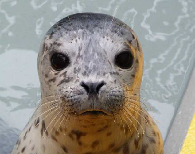 harbor seal Donene