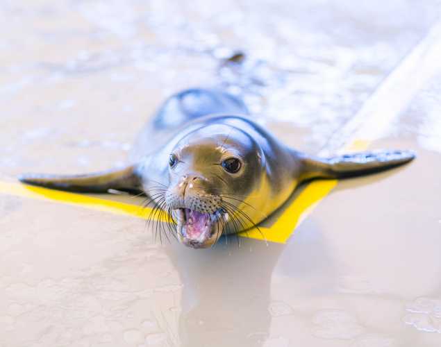 Hawaiian monk seal pup at Ke Kai Ola