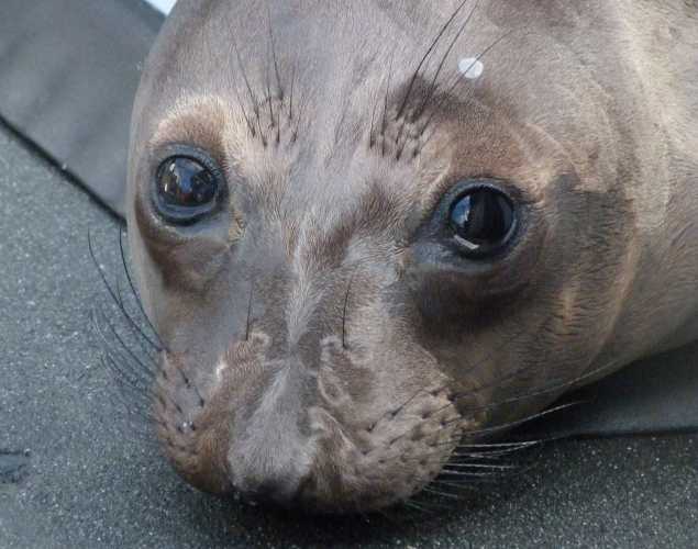 northern elephant seal Hanny
