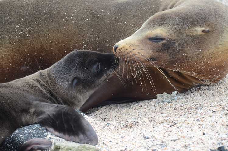 California sea lion e-card