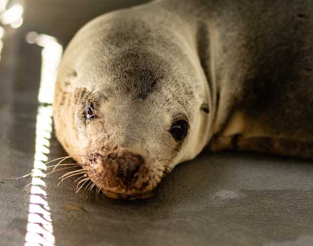 California sea lion Bryozoan