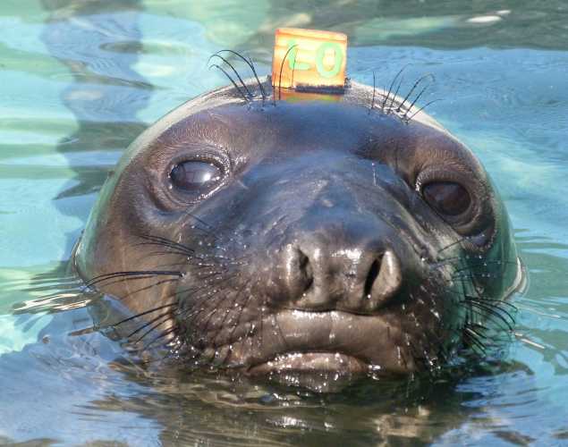 northern elephant seal Kojo