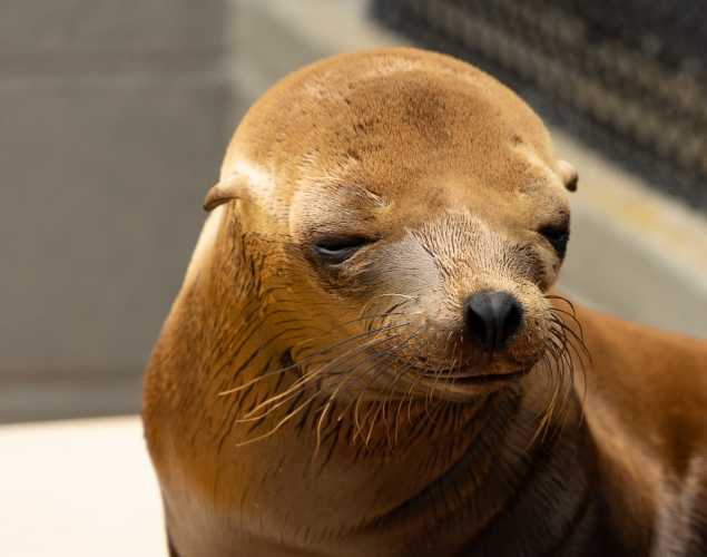 California sea lion Miso