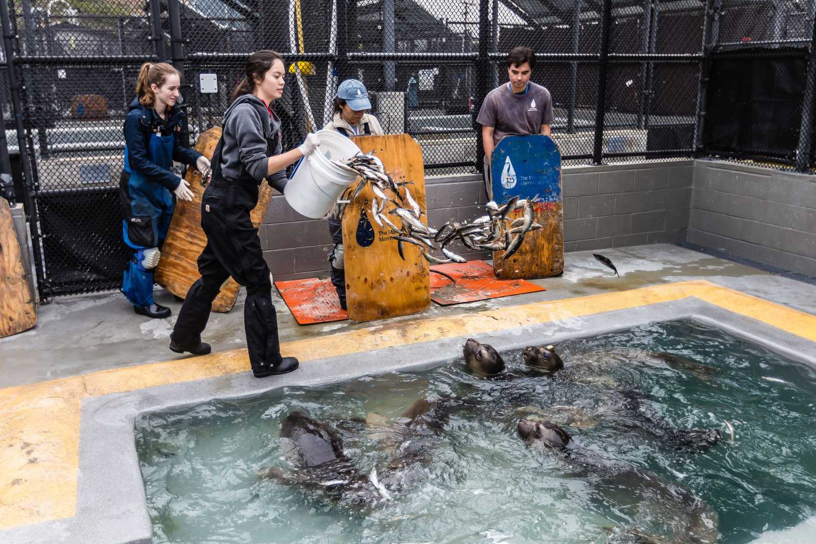 volunteers feeding elephant seal patients a bucket of fish