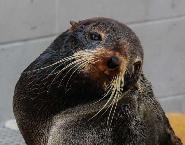 northern fur seal Grandpa
