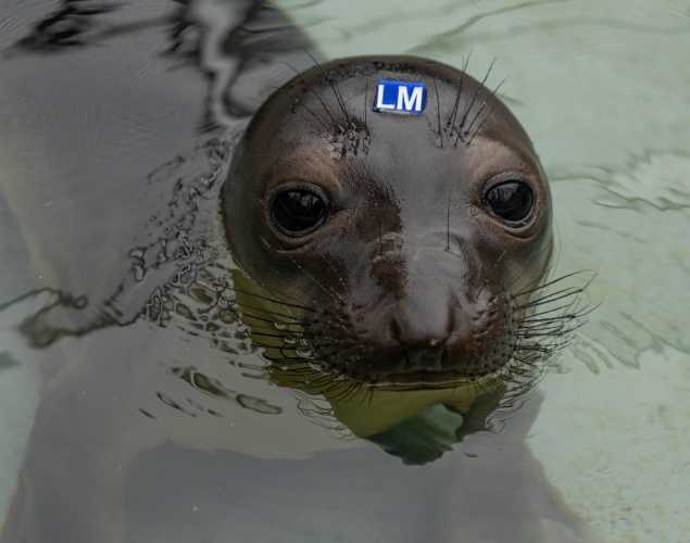 elephant seal pup