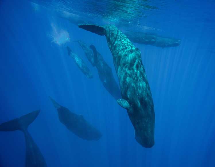 sperm whale diving with other sperm whales in the distance