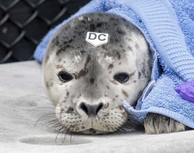 harbor seal Wildtrek