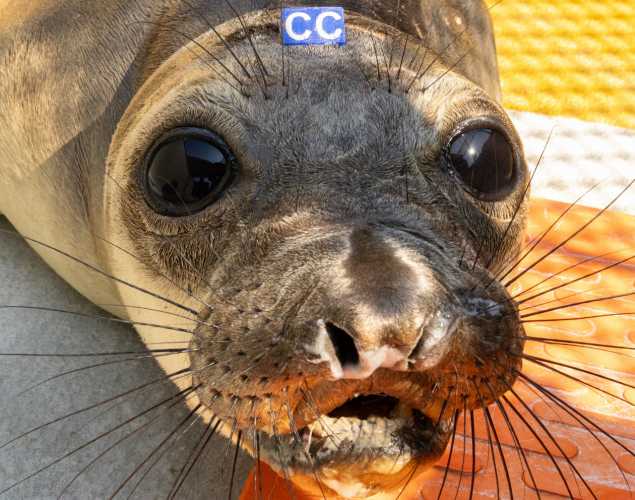 elephant seal cassius