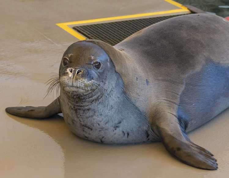 Hawaiian monk seal Mea Ola