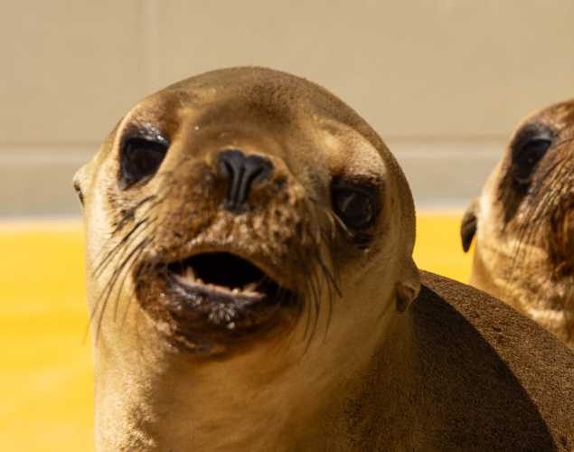 California sea lion Bluey