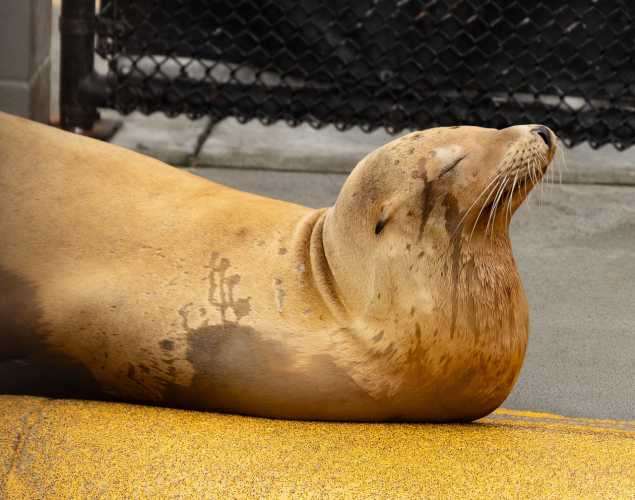 pepita california sea lion