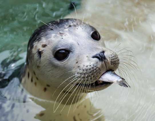 harbor seal pup Woody with a fish in her mouth