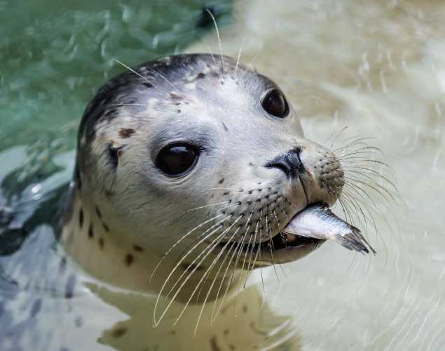 harbor seal pup Woody with a fish in her mouth
