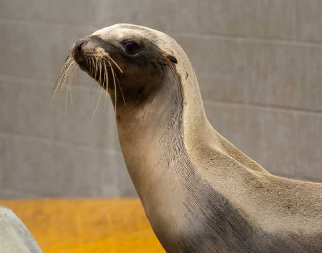 California sea lion
