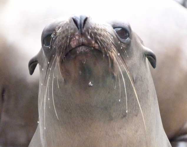 California sea lion Jonalion