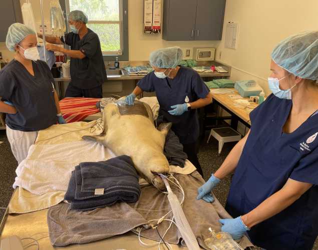 Four veterinary experts tend to Hawaiian monk seal RL72 under anesthesia