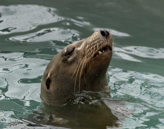 California sea lion Mailbox