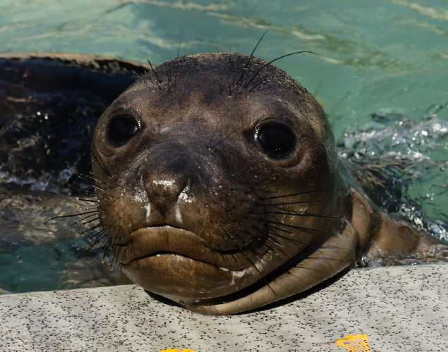 northern elephant seal Aramis